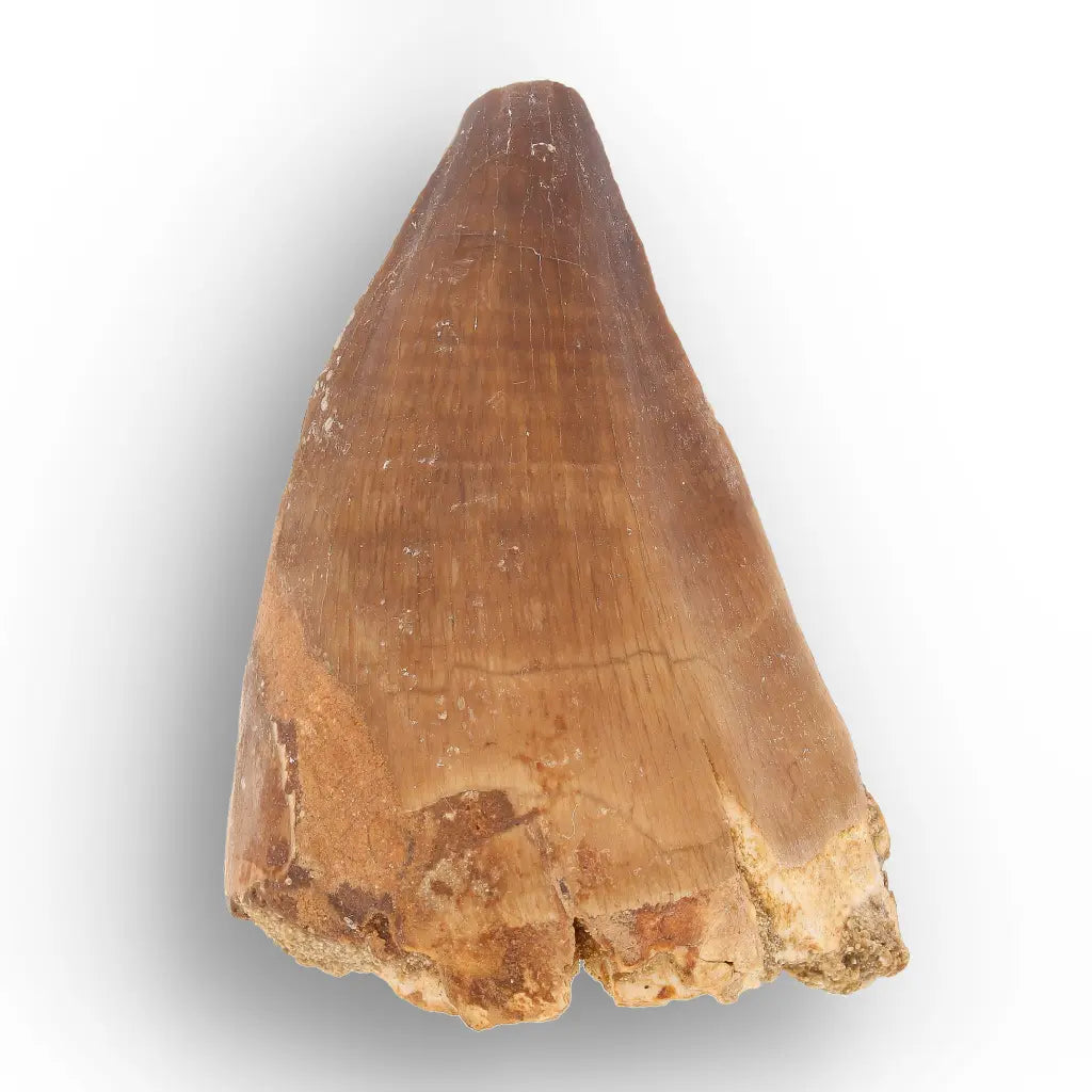 Get your Display Mosasaur Tooth Fossil – Prognathodon Morocco (Repaired) online now or in store at Forever Gems in Franschhoek, South Africa