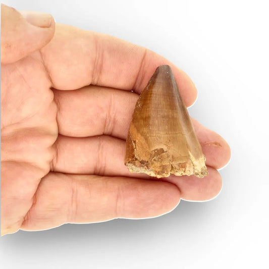 Get your Display Mosasaur Tooth Fossil – Prognathodon Morocco (Repaired) online now or in store at Forever Gems in Franschhoek, South Africa