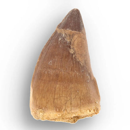 Mosasaur Tooth Fossil – Broad Brown Late Cretaceous Tooth
