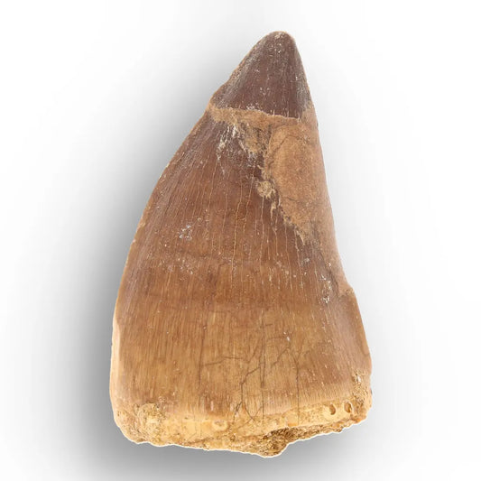Mosasaur Tooth Fossil – Broad Brown Late Cretaceous Tooth