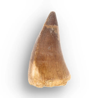Mosasaur Tooth Fossil – Broad Brown Late Cretaceous Tooth