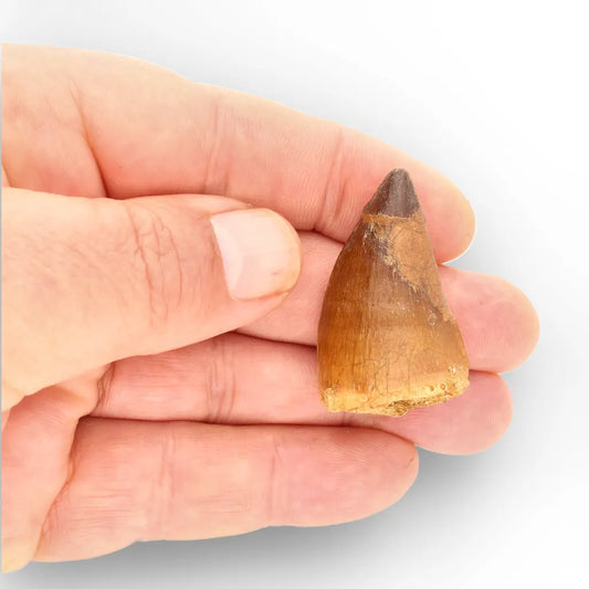 Mosasaur Tooth Fossil – Broad Brown Late Cretaceous Tooth