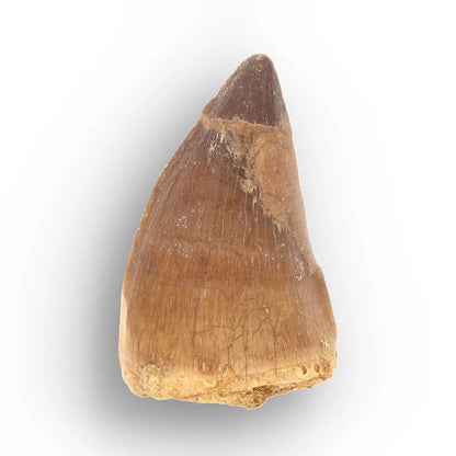 Mosasaur Tooth Fossil – Broad Brown Late Cretaceous Tooth