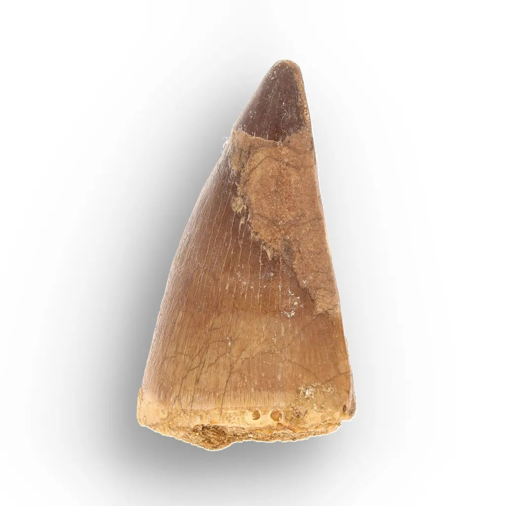 Mosasaur Tooth Fossil – Broad Brown Late Cretaceous Tooth