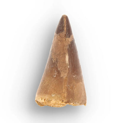 Mosasaur Tooth Fossil – Broad Brown Late Cretaceous Tooth