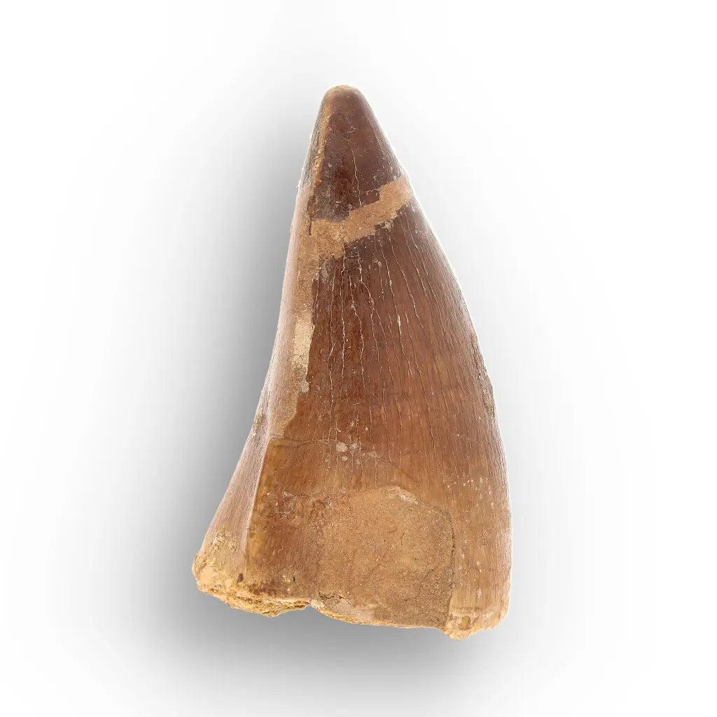 Mosasaur Tooth Fossil – Broad Brown Late Cretaceous Tooth