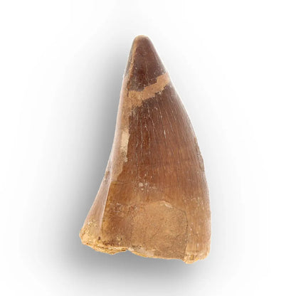 Mosasaur Tooth Fossil – Broad Brown Late Cretaceous Tooth