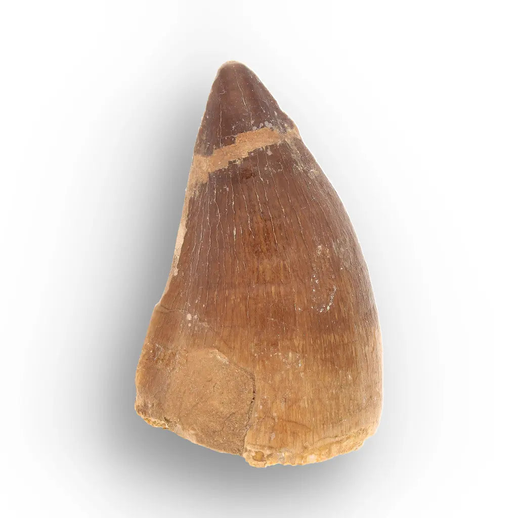 Mosasaur Tooth Fossil – Broad Brown Late Cretaceous Tooth
