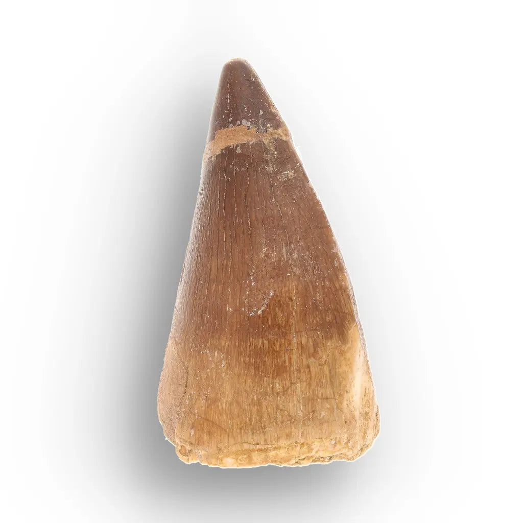 Mosasaur Tooth Fossil – Broad Brown Late Cretaceous Tooth