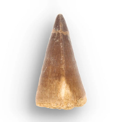 Mosasaur Tooth Fossil – Broad Brown Late Cretaceous Tooth