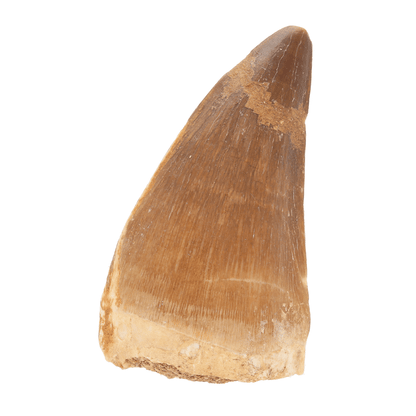 Get your Prehistoric Mosasaur Tooth Fossil – Prognathodon from Khouribga online now or in store at Forever Gems in Franschhoek, South Africa