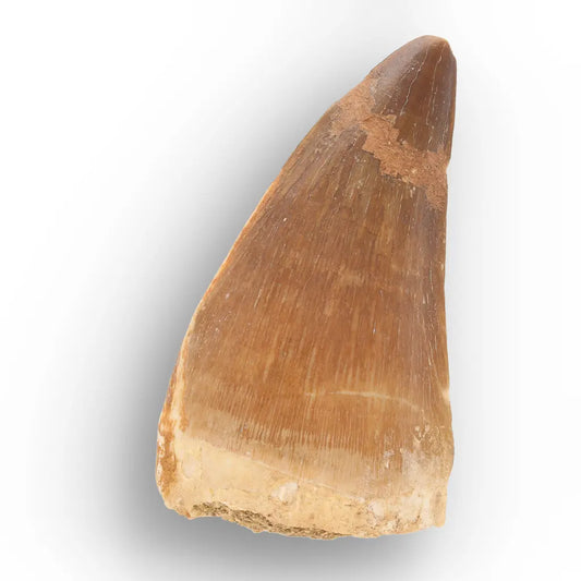 Get your Prehistoric Mosasaur Tooth Fossil – Prognathodon from Khouribga online now or in store at Forever Gems in Franschhoek, South Africa