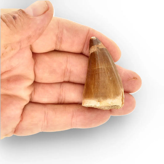 Get your Prehistoric Mosasaur Tooth Fossil – Prognathodon from Khouribga online now or in store at Forever Gems in Franschhoek, South Africa