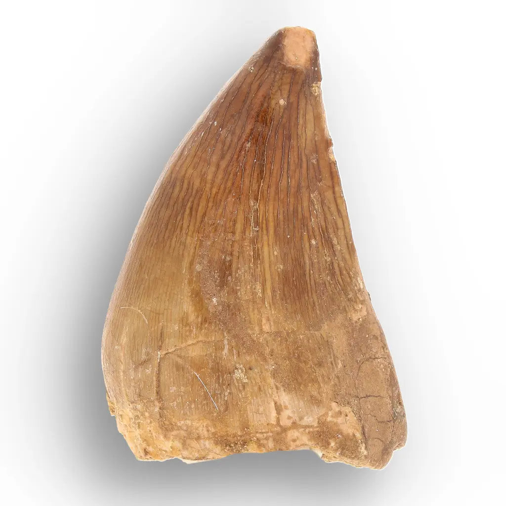 Mosasaur Tooth Fossil – Amber-Brown Cretaceous Marine Tooth
