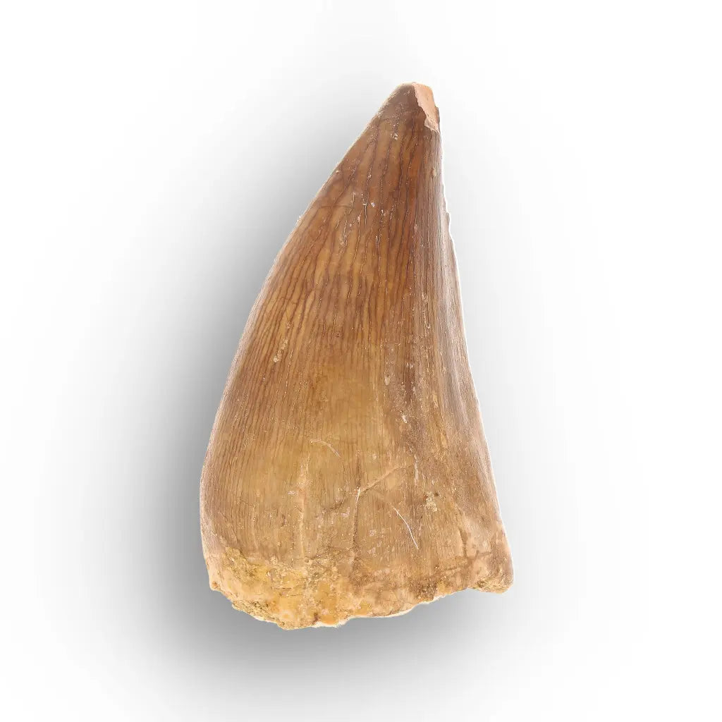 Mosasaur Tooth Fossil – Amber-Brown Cretaceous Marine Tooth