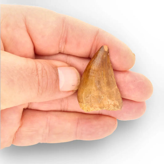 Mosasaur Tooth Fossil – Amber-Brown Cretaceous Marine Tooth