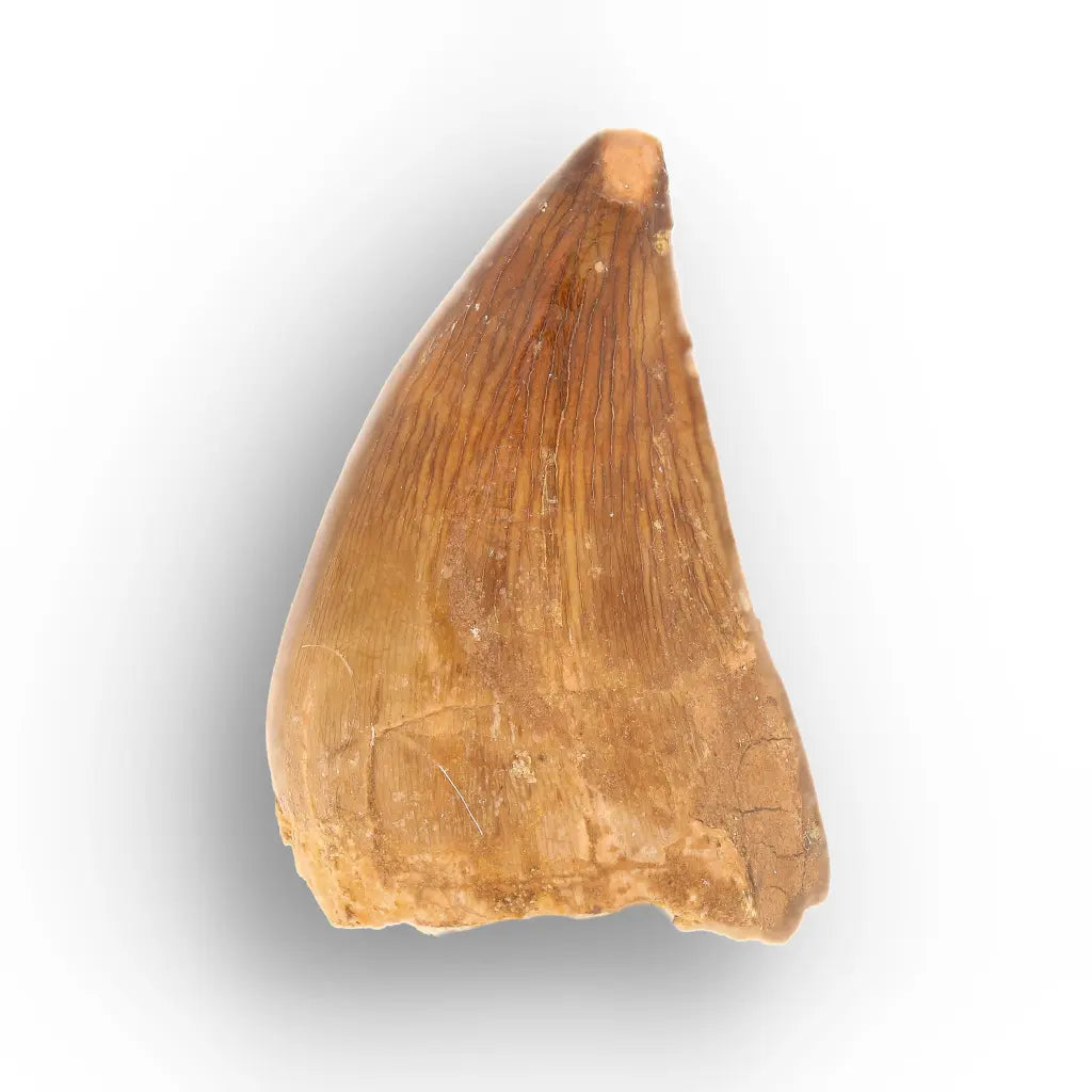 Mosasaur Tooth Fossil – Amber-Brown Cretaceous Marine Tooth