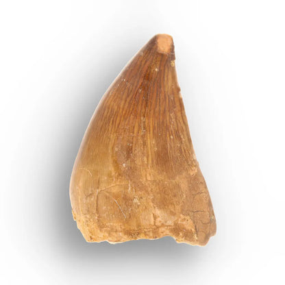 Mosasaur Tooth Fossil – Amber-Brown Cretaceous Marine Tooth