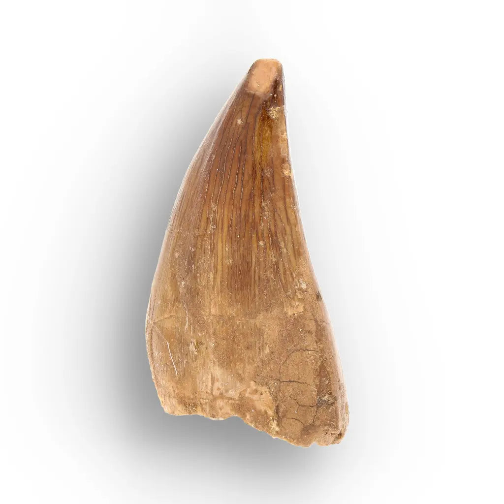 Mosasaur Tooth Fossil – Amber-Brown Cretaceous Marine Tooth