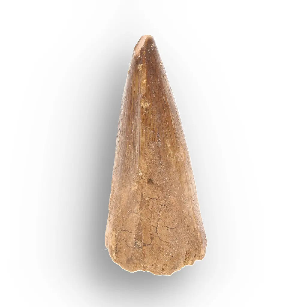 Mosasaur Tooth Fossil – Amber-Brown Cretaceous Marine Tooth