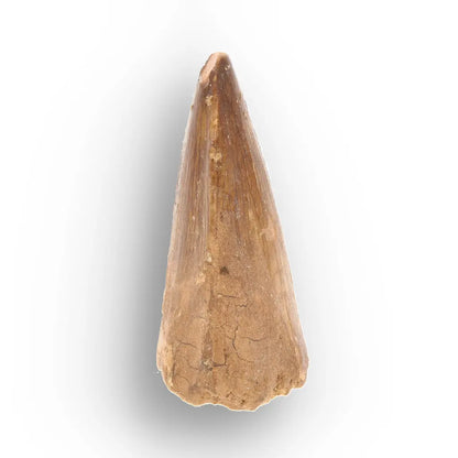 Mosasaur Tooth Fossil – Amber-Brown Cretaceous Marine Tooth