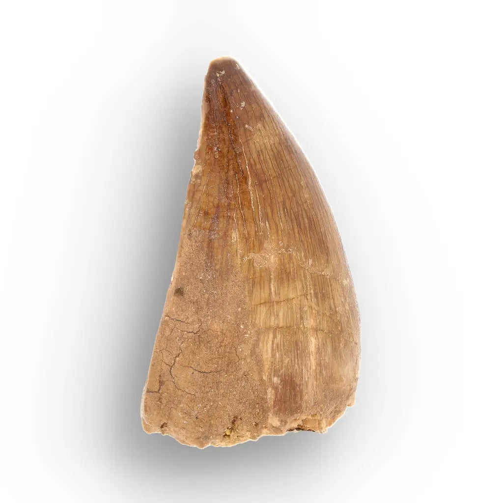 Mosasaur Tooth Fossil – Amber-Brown Cretaceous Marine Tooth