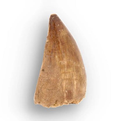 Mosasaur Tooth Fossil – Amber-Brown Cretaceous Marine Tooth