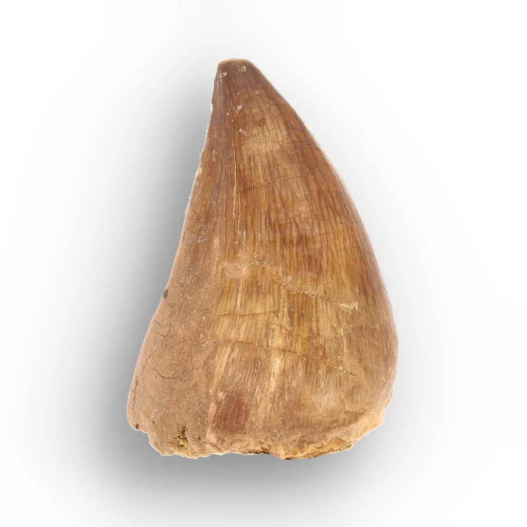 Mosasaur Tooth Fossil – Amber-Brown Cretaceous Marine Tooth