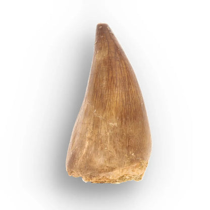 Mosasaur Tooth Fossil – Amber-Brown Cretaceous Marine Tooth