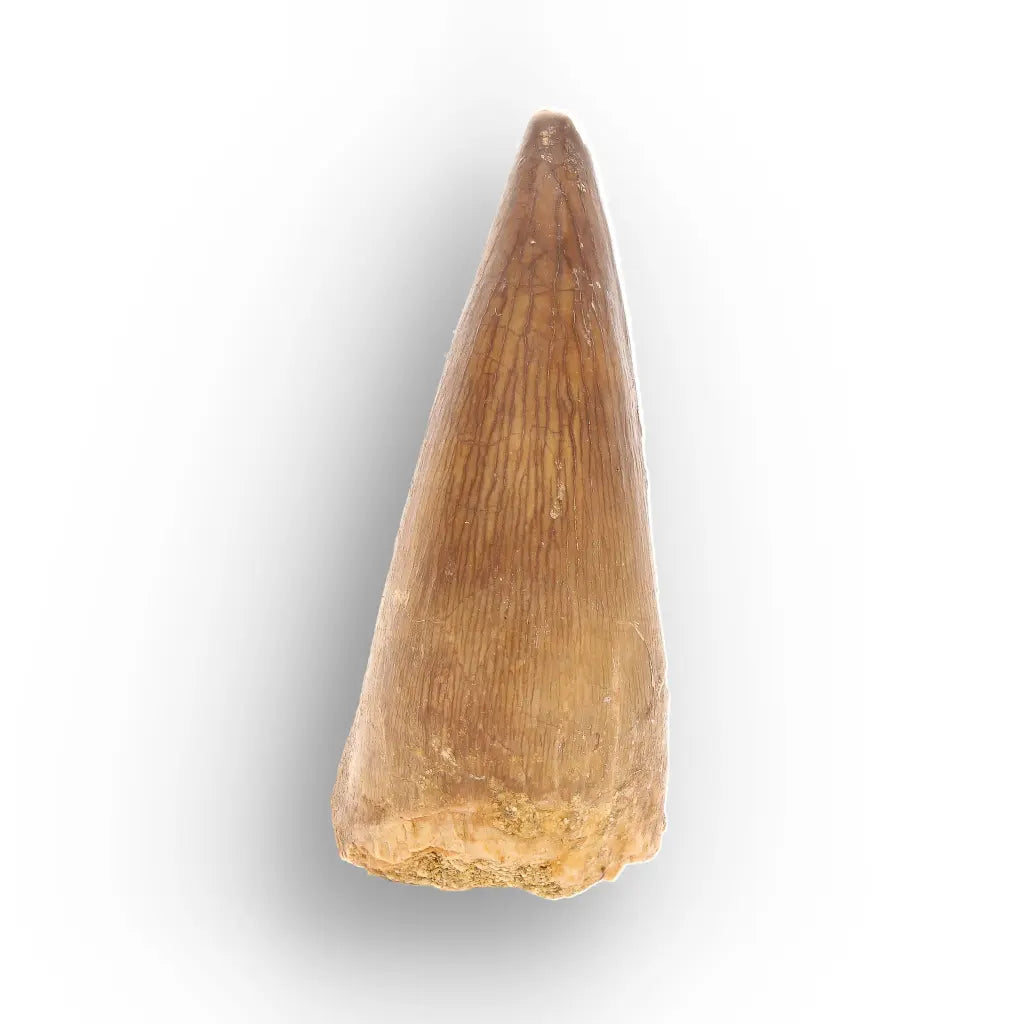 Mosasaur Tooth Fossil – Amber-Brown Cretaceous Marine Tooth