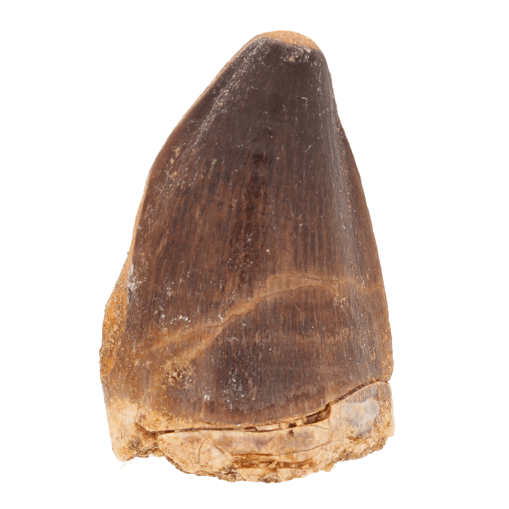 Get your Authentic Repaired Mosasaur Tooth – Prognathodon Fossil from Morocco online now or in store at Forever Gems in Franschhoek, South Africa
