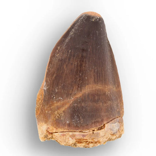 Get your Authentic Repaired Mosasaur Tooth – Prognathodon Fossil from Morocco online now or in store at Forever Gems in Franschhoek, South Africa