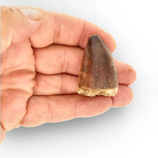 Get your Authentic Repaired Mosasaur Tooth – Prognathodon Fossil from Morocco online now or in store at Forever Gems in Franschhoek, South Africa