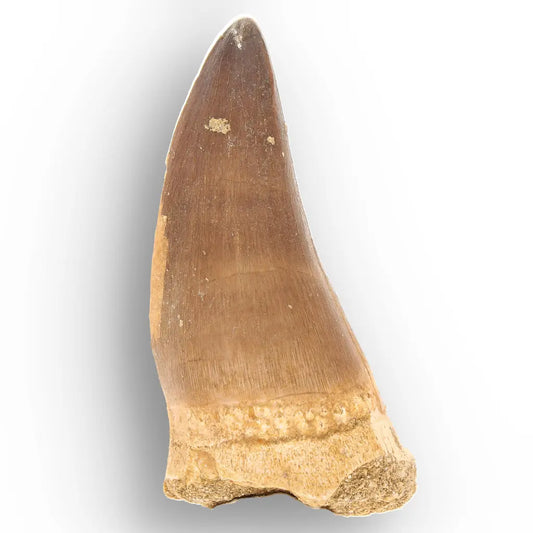 Mosasaur Tooth Fossil – Large Brown Cretaceous Marine Tooth