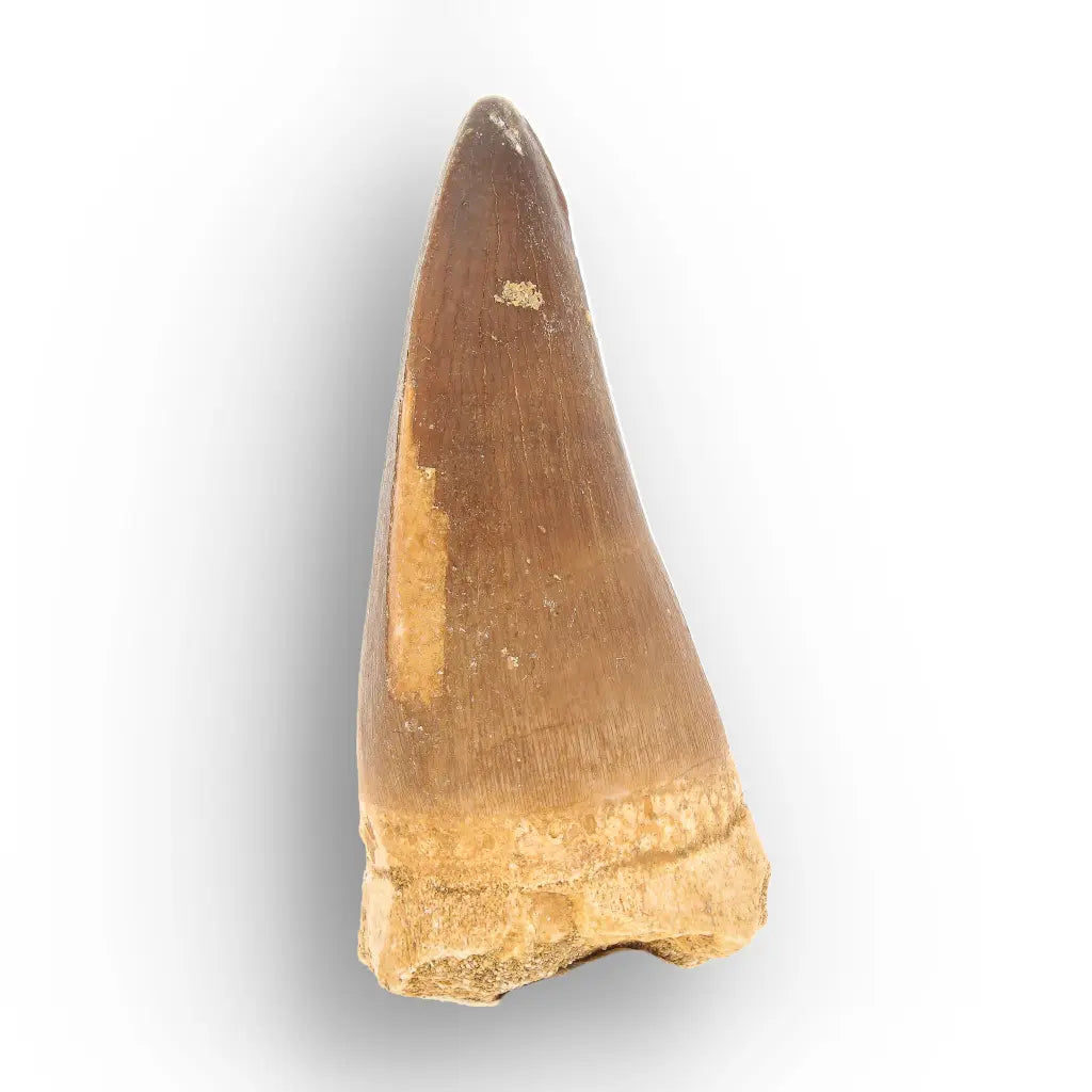 Mosasaur Tooth Fossil – Large Brown Cretaceous Marine Tooth