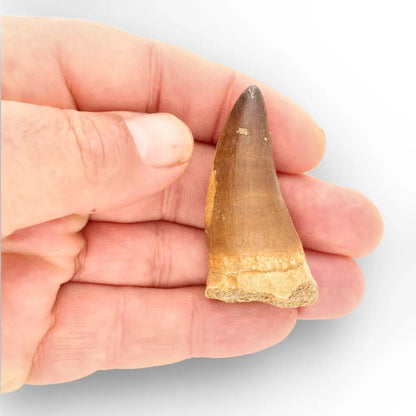 Mosasaur Tooth Fossil – Large Brown Cretaceous Marine Tooth