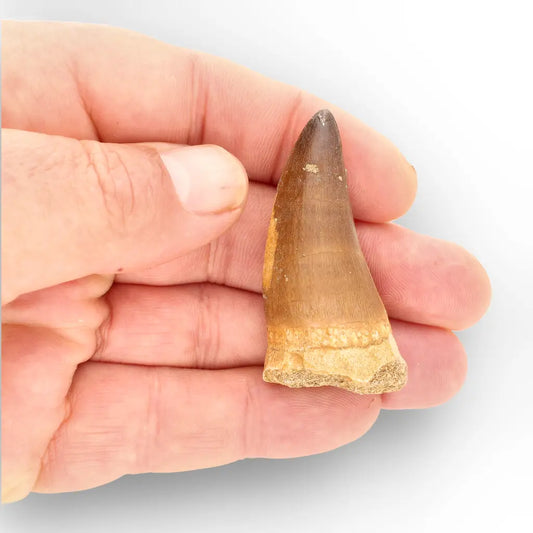 Mosasaur Tooth Fossil – Large Brown Cretaceous Marine Tooth