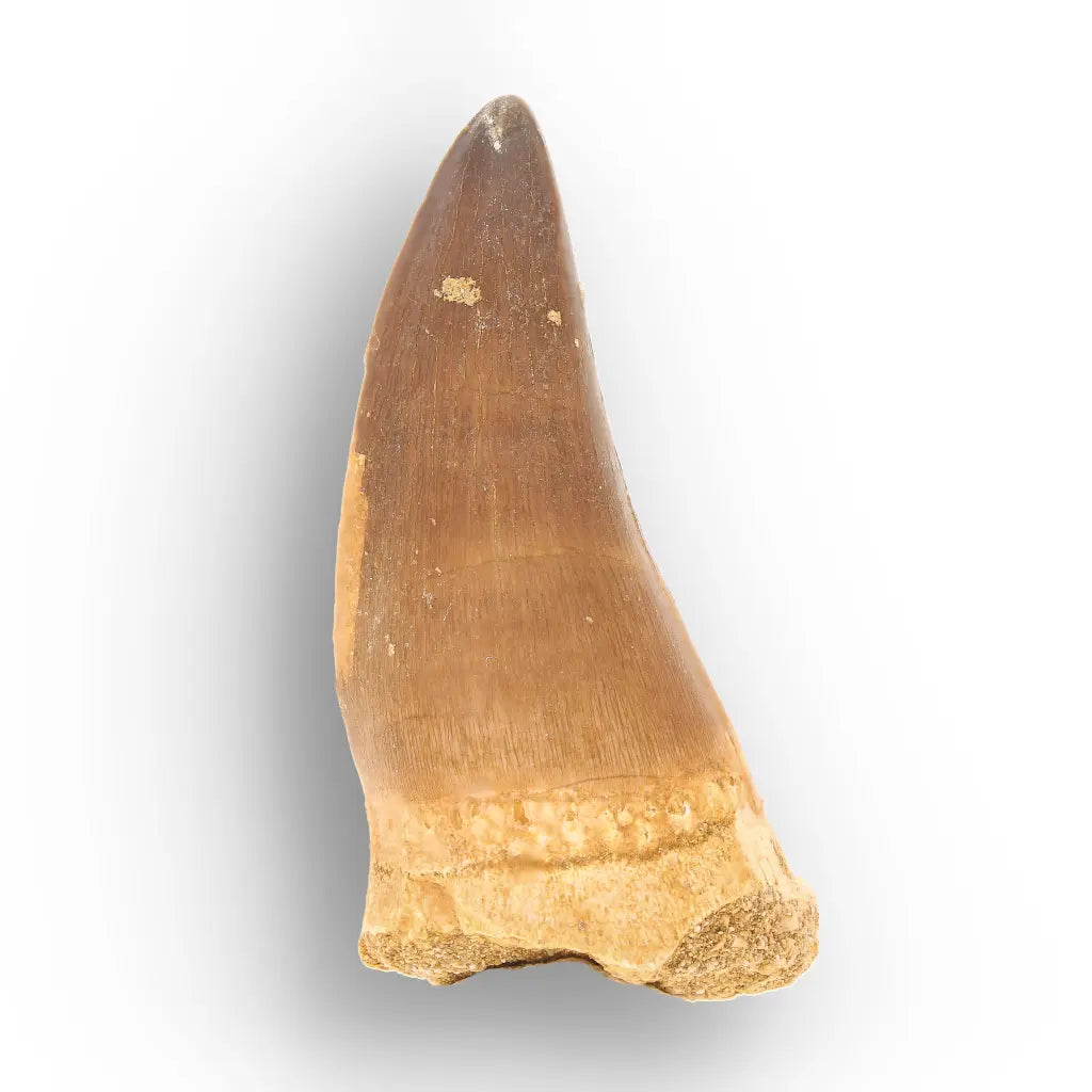 Mosasaur Tooth Fossil – Large Brown Cretaceous Marine Tooth