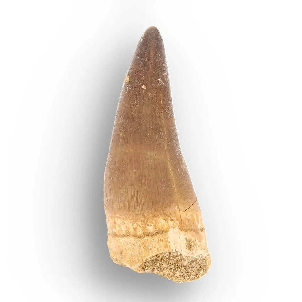 Mosasaur Tooth Fossil – Large Brown Cretaceous Marine Tooth