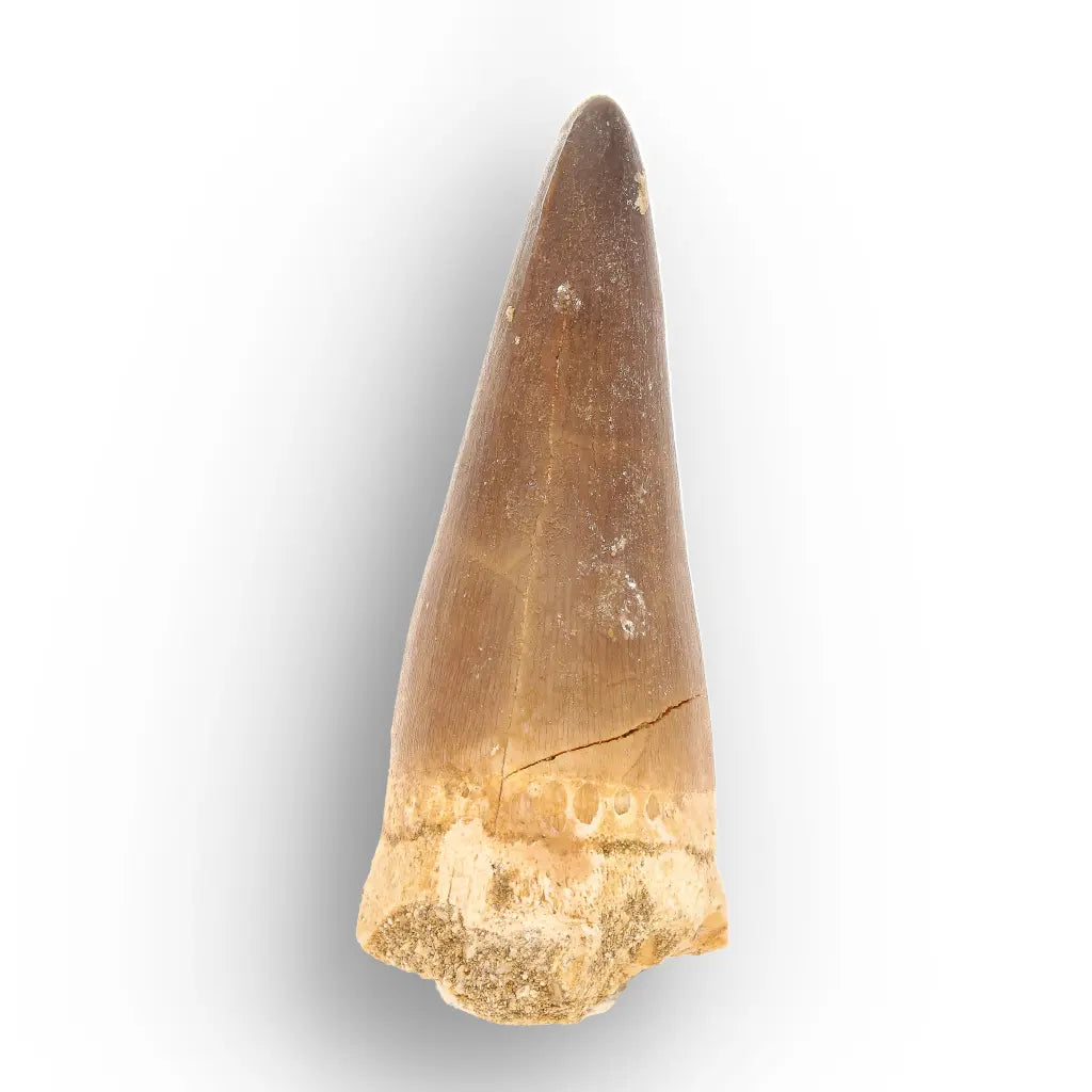 Mosasaur Tooth Fossil – Large Brown Cretaceous Marine Tooth