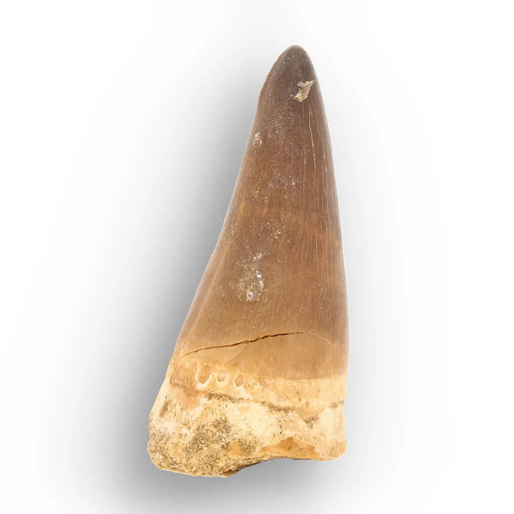 Mosasaur Tooth Fossil – Large Brown Cretaceous Marine Tooth