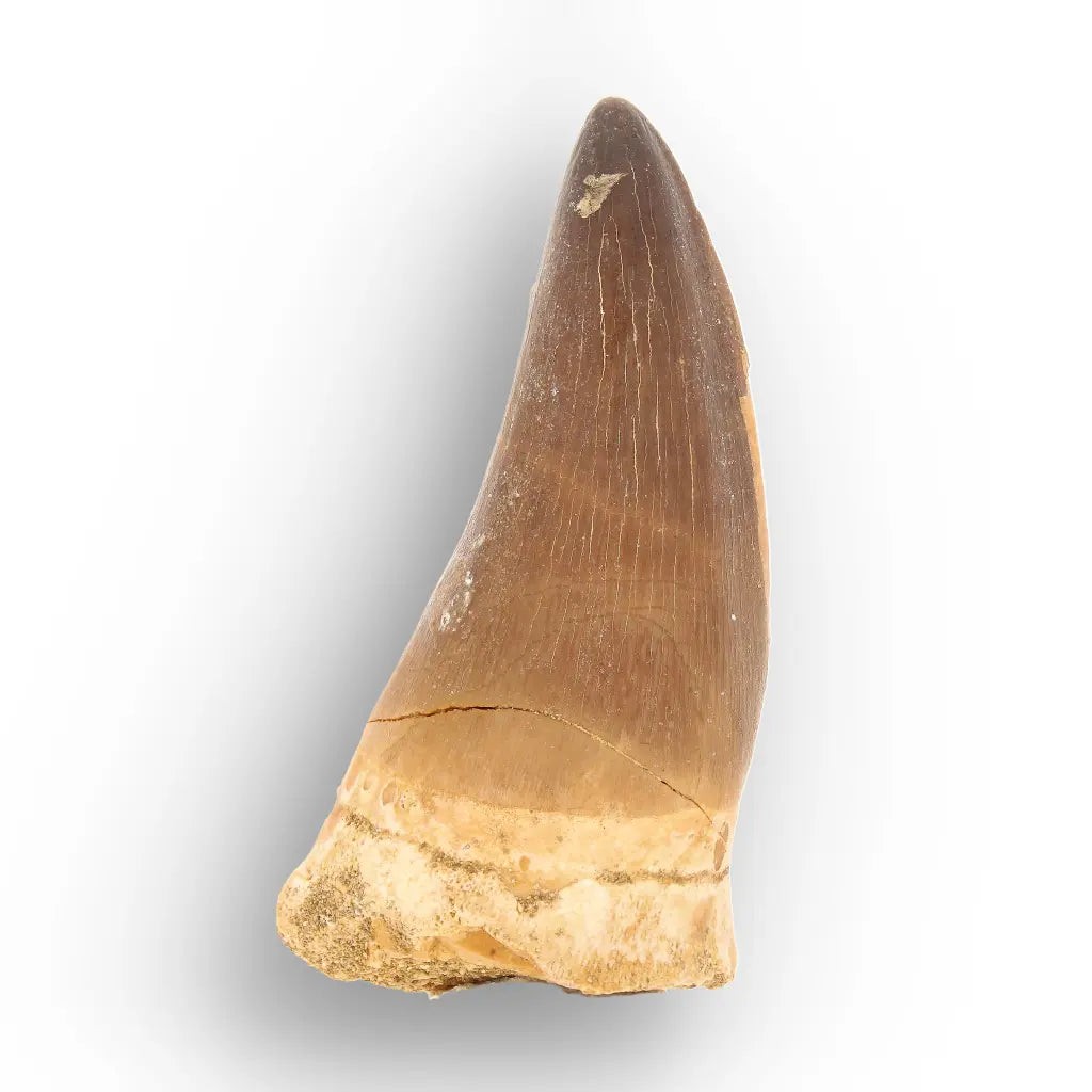 Mosasaur Tooth Fossil – Large Brown Cretaceous Marine Tooth