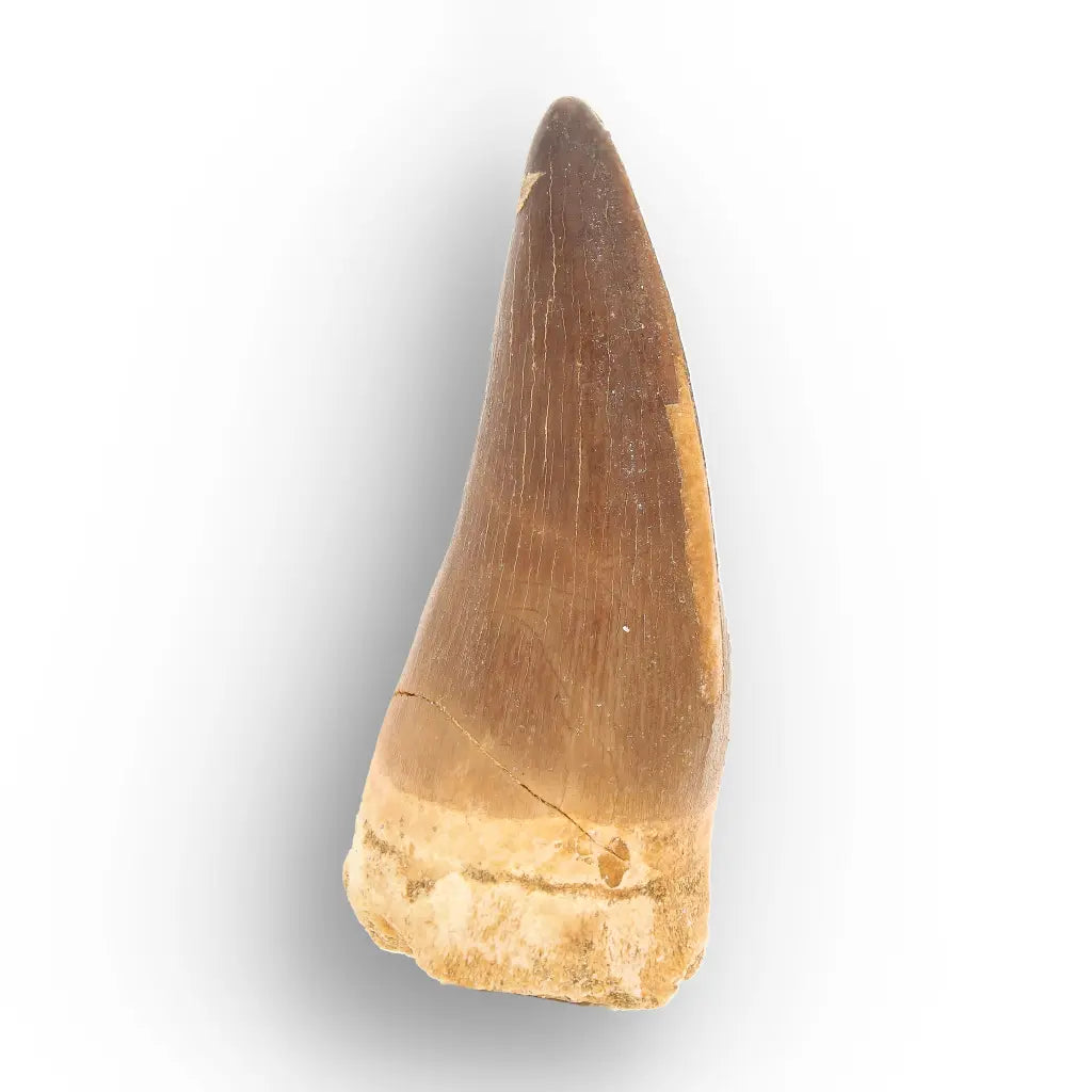 Mosasaur Tooth Fossil – Large Brown Cretaceous Marine Tooth