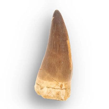 Mosasaur Tooth Fossil – Large Brown Cretaceous Marine Tooth