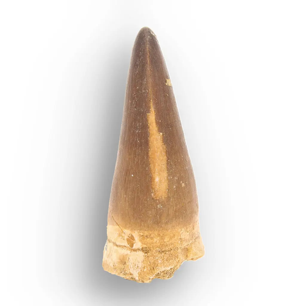 Mosasaur Tooth Fossil – Large Brown Cretaceous Marine Tooth