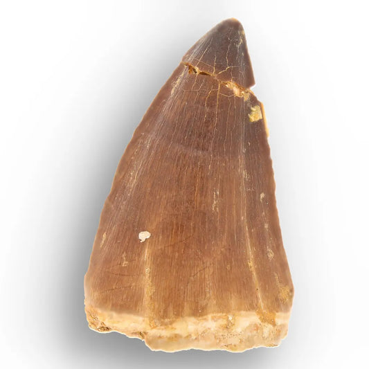 Mosasaur Tooth Fossil – Brown Cretaceous Marine Reptile