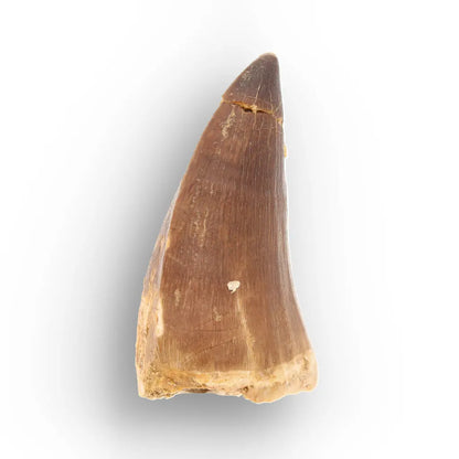 Mosasaur Tooth Fossil – Brown Cretaceous Marine Reptile