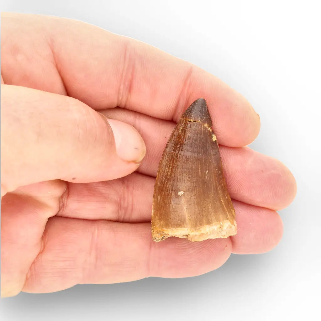 Mosasaur Tooth Fossil – Brown Cretaceous Marine Reptile