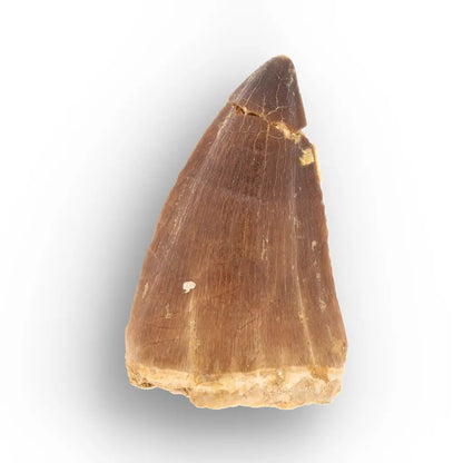 Mosasaur Tooth Fossil – Brown Cretaceous Marine Reptile