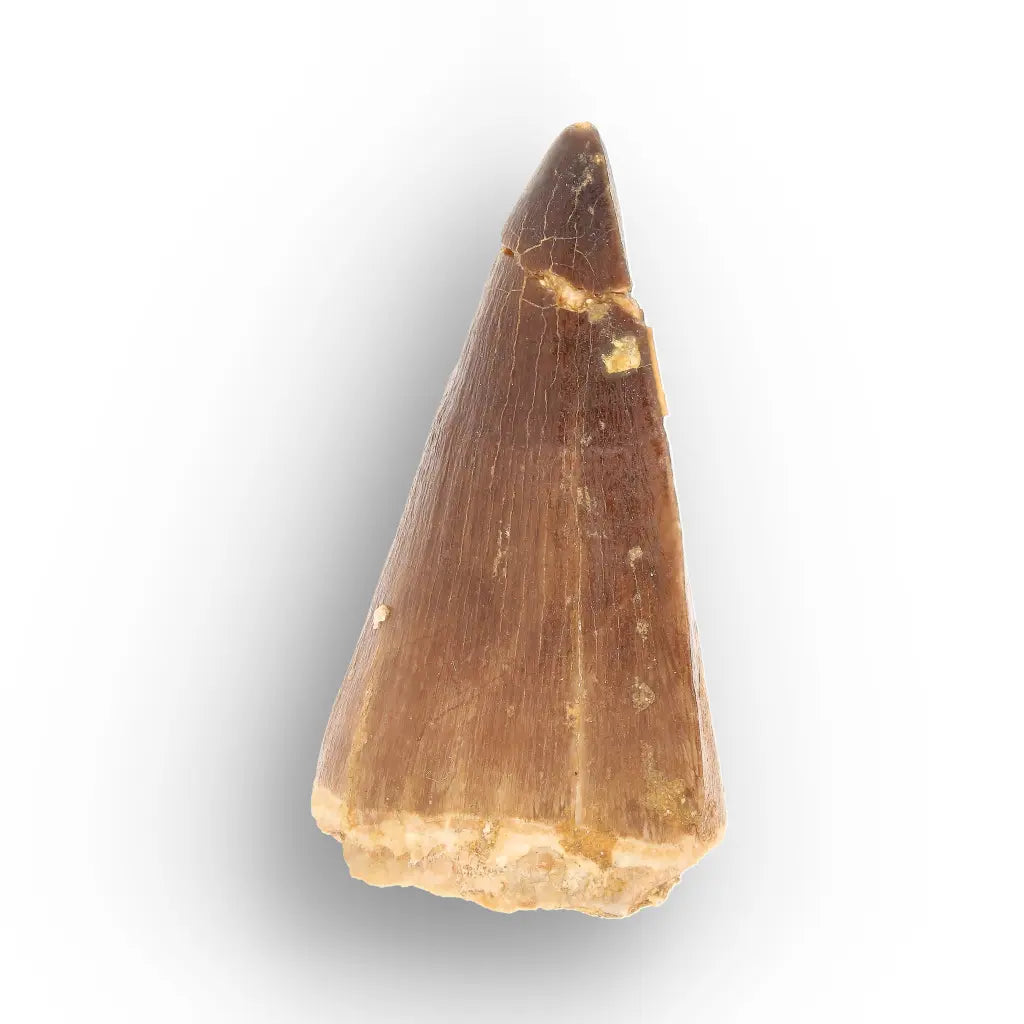 Mosasaur Tooth Fossil – Brown Cretaceous Marine Reptile